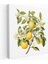 Vintage Limon Ağacı Kanvas Tablo - Limon Ağacı, Duvar Sanatı, Limon Ağacı, Nostaljik Cazibe, 30X30 1