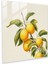 Gerçekçi Limon Ağacı Cam Baskı - Limon Ağacı, Cam Duvar Sanatı, Ev Dekorasyonu, Modern Sanat, 30X30 1