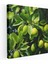 Limon Ağacı Kanvas Tablo - Limon Ağacı, Ev Dekorasyonu, Yakın Çekim, Doğa, 70X70 1