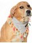 Köpek Bandana / Lorien Medium 1