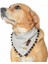Köpek Bandana / Saradoc Medium 1
