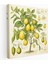 Limon Ağacı Duvar Sanatı - Limon Ağacı, Eğitim Aracı, Ev Dekorasyonu, Botanik Anatomi, 30 x 30 cm 1