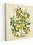 Vintage Limon Ağacı Duvar Sanatı - Limon Ağacı, Kanvas, Sofistike, Ev Dekorasyonu, 30 x 30 cm 1
