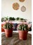 Ferocactus Latıspı- Kaktüs 3