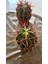 Ferocactus Latıspı- Kaktüs 4