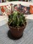 Ferocactus Latıspı- Kaktüs 1