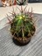 Ferocactus Latıspı- Kaktüs 2