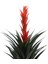 Yapay Kırmızı Çiçekli Sisal Ağacı 150 Cm 2