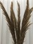 8'Li Pampas 110cm 2