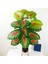Yapay Çiçek Demet Tropik Kızıl Caladium 18 Dal 70 Cm Salon Çiçeği Yapay Bitki 4