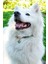 Charmlı Kedi Köpek Tasması Kolyesi - El Yapımı Petdora - Kararmaz Çelik - Yonca Charm 2