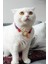 Charmlı Kedi Köpek Tasması Kolyesi - El Yapımı Petdora - Kararmaz Çelik - Salyangoz Charm 1