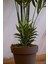 Yapay Palmiye Ağacı 230 cm 5