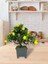 Bonsai Limon Ağacı Dekoratif Yapay Ağaç Yeşil Bonzai 28*23 Cm Siyah Kare Saksıda 5