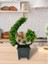 Yapay Çiçek Bonsai Ağacı Pembe Eğik Model Dekoratif Yapay Ağaç Bonzai 30*22 Cm Siyah Kare Saksıda 4