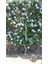 Ağaç Hatmi Fidanı - 40-60 Cm, Tüplü, Gösterişli Çiçekli Bitki 4