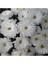 Isparta Gülü Beyaz Renk Kasımpatı Çiçeği Fidanı 15-25 cm Saksılı Çiçekli Bodur White Chrysanthemum 2