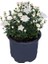 Saksıda Kasımpatı Çiçeği (Chrysanthemum) Beyaz 2