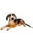 S00001413 Peluş Köpek Beagle Yan Yatan 68CM.-SUN 1