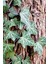 Duvar Sarmaşığı Fidanı ( Hedera Helix ) 1