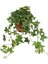Duvar Sarmaşığı Fidanı ( Hedera Helix ) 2