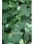 Duvar Sarmaşığı Fidanı ( Hedera Helix ) 3