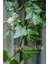 Duvar Sarmaşığı Fidanı ( Hedera Helix ) 4