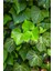 Duvar Sarmaşığı Fidanı ( Hedera Helix ) 5