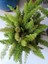 Tilki Kuyruğu - Asparagus Fern / Büyük Boyut 1