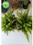 Tilki Kuyruğu - Asparagus Fern / Büyük Boyut 3