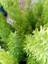 Tilki Kuyruğu - Asparagus Fern / Büyük Boyut 4
