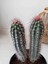 Pachycereus Pringlei Kaktüs 22 cm 2