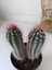 Pachycereus Pringlei Kaktüs 22 cm 1