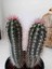 Pachycereus Pringlei Kaktüs 22 cm 3