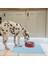 Pembe Tarzı S (41 x 31 Cm) Kedi Için Suya Dayanıklı Kaymaz Pet Mat Silikon Pet Mama Matı Kedi Mama ve Su Matı Köpek Mama Matı Kolay Temiz (Yurt Dışından) 3
