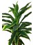 Güleç Yapay Çiçek Yapay Dracaena Fragrans Ağacı 175 cm Siyah Konik Saksı 3