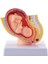 Insan Gebeliği Fetal Gelişim 9. Ay Embriyonik Pelvik Modeli Fetus Fetus Gebelik Plasenta Modeli Anatomisi (Yurt Dışından) 1