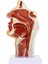 Burun Boşluğu Modeli Ağız Boşluğu Modeli Yutak Larinks Anatomik Modeli Boğaz ve Yutak Boşluğu Kulak Burun Boğaz Modeli (Yurt Dışından) 1