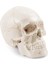 Anatomik Insan Kafatası Modeli, 3 Parçalı, Numaralı, Gerçek Ölçüde (Yurt Dışından) 1