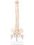 Minyatür Omurga Anatomisi Modeli, Bir Tabana Monte Edilmiş Spinal Sinirler, Pelvis, Femur ile 15,5 Inç Mini Vertebral Kolon Modeli (Yurt Dışından) 1