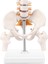 Minyatür Omurga Anatomisi Modeli, Bir Tabana Monte Edilmiş Spinal Sinirler, Pelvis, Femur ile 15,5 Inç Mini Vertebral Kolon Modeli (Yurt Dışından) 4