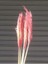 Cansas Pampas Pampas Şoklanmış Model 4
