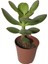 Şans ve Para Çiçeği Crassula Ovata Tekli 5.5 cm Saksıda 1