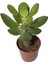 Şans ve Para Çiçeği Crassula Ovata Tekli 5.5 cm Saksıda 2