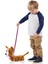 Yürüyen Corgi Köpeğim Lizzy 256519 4