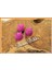 Mum Baykuş Pembe Renk 2