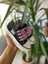 Star You Store My Melodi&Kuromi Baskılı Siyah Kısa Keten Günlük Sneaker Ayakkabı 1