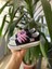 Star You Store My Melodi&Kuromi Baskılı Siyah Kısa Keten Günlük Sneaker Ayakkabı 2