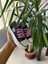 Star You Store My Melodi&Kuromi Baskılı Siyah Kısa Keten Günlük Sneaker Ayakkabı 4