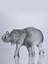 Lalique Glass Sumatra Fil 4